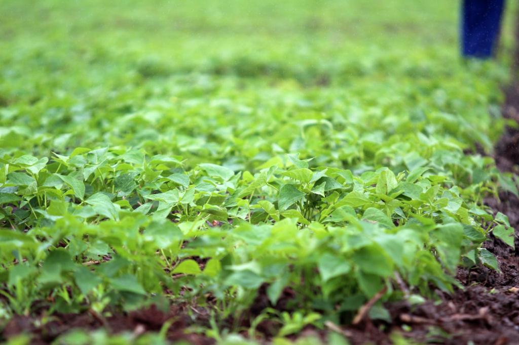 Projeto Maná: Prefeitura finaliza entrega dos lotes aos 300 beneficiários